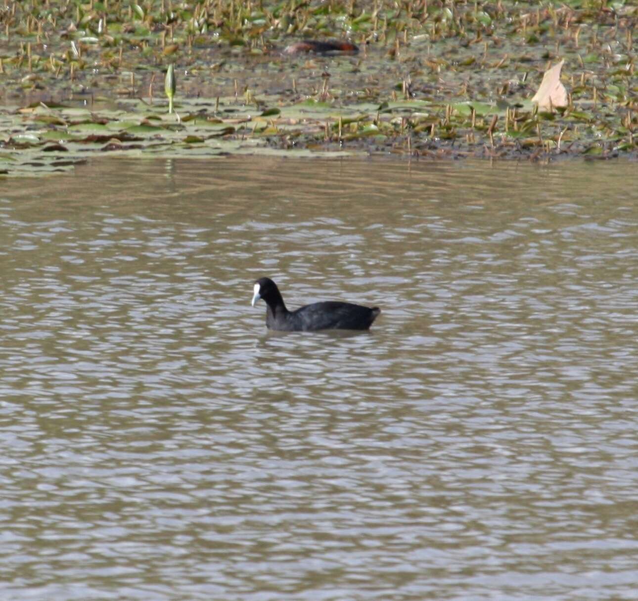 Imagem de Fulica cristata Gmelin & JF 1789