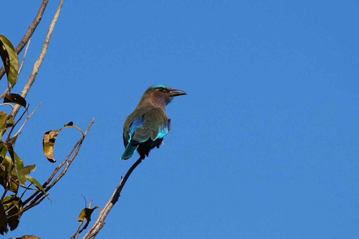 Image of Indochinese Roller