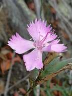 صورة Dianthus ferrugineus Miller