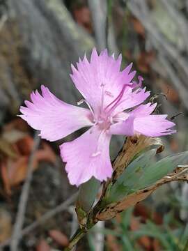 Image of Dianthus ferrugineus Miller