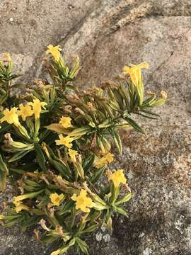 Image of southern bush monkeyflower