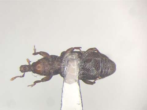 Image of Carphonotus