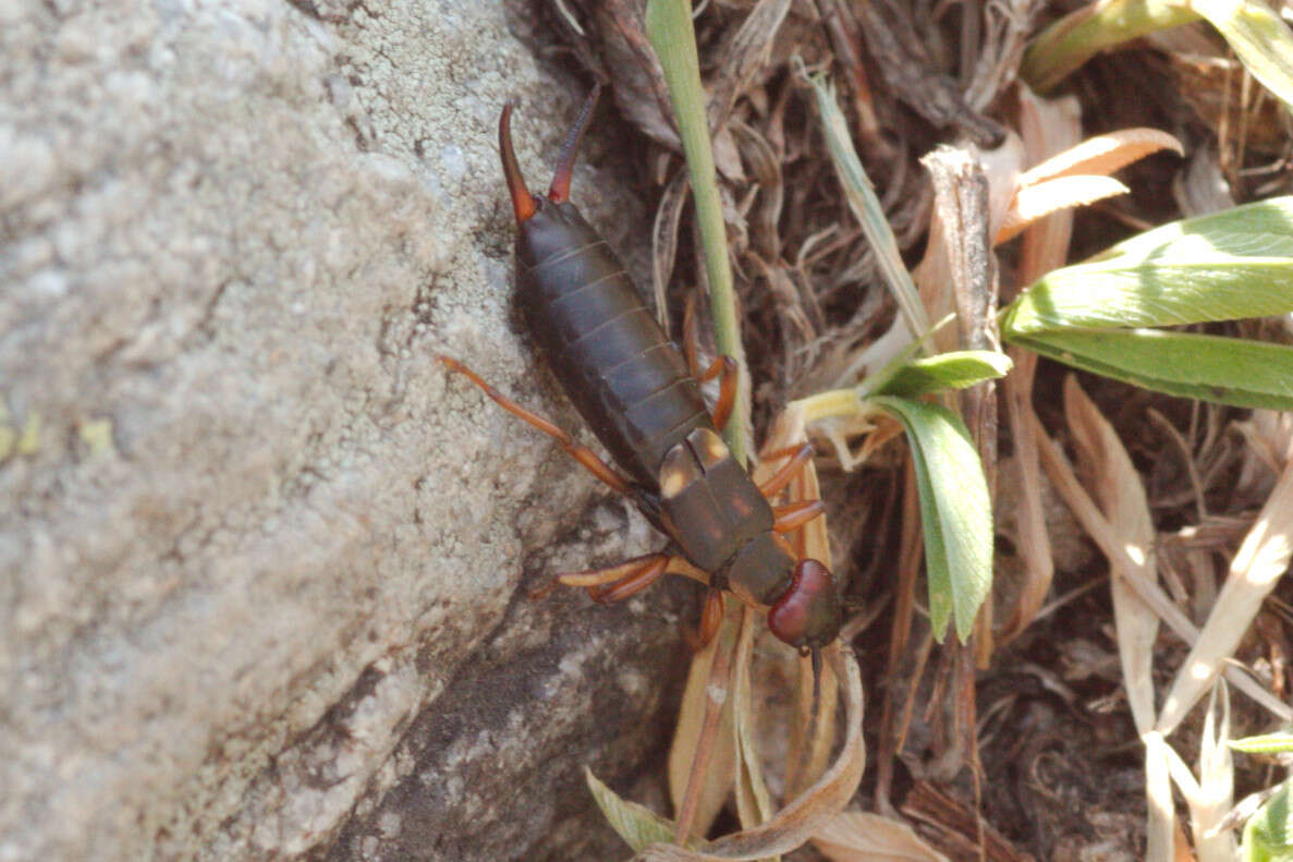 Image of Two-spotted Earwig