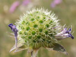 Image of Knautia travnicensis (G. Beck) Szabó