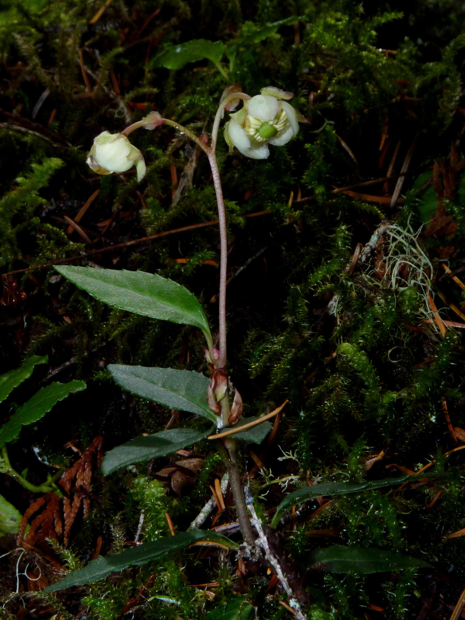 Image of little prince's pine