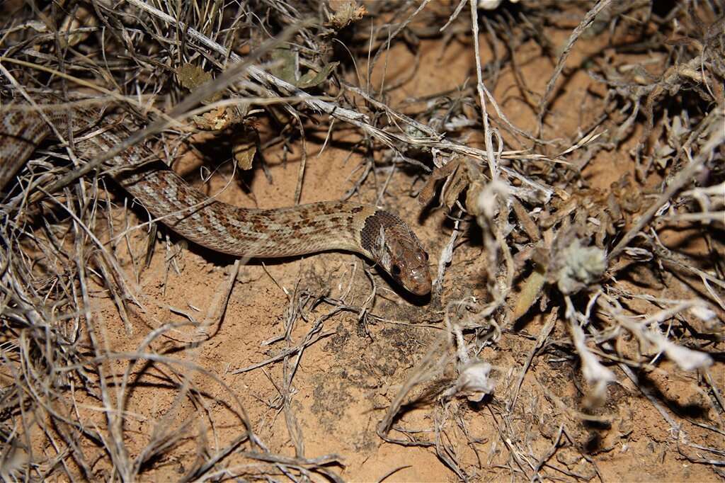 Image of Black-headed Scaly Foot