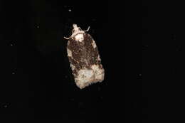 Image of Acleris clarkei Obraztsov 1963