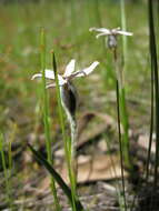 Image of Tribonanthes longipetala Lindl.