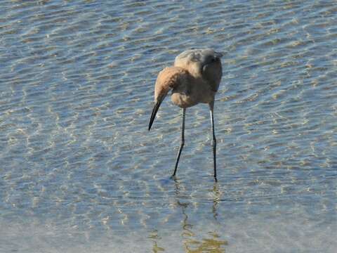 Image of Egretta rufescens rufescens (Gmelin & JF 1789)