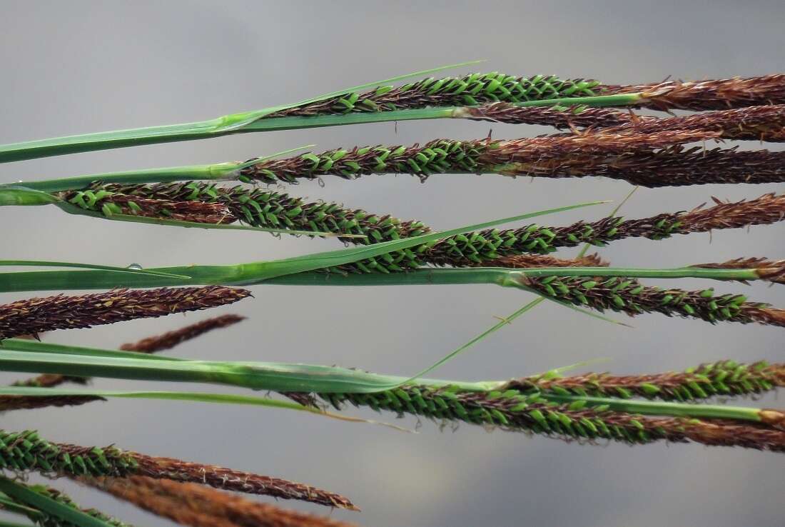 Image of Tufted Sedge