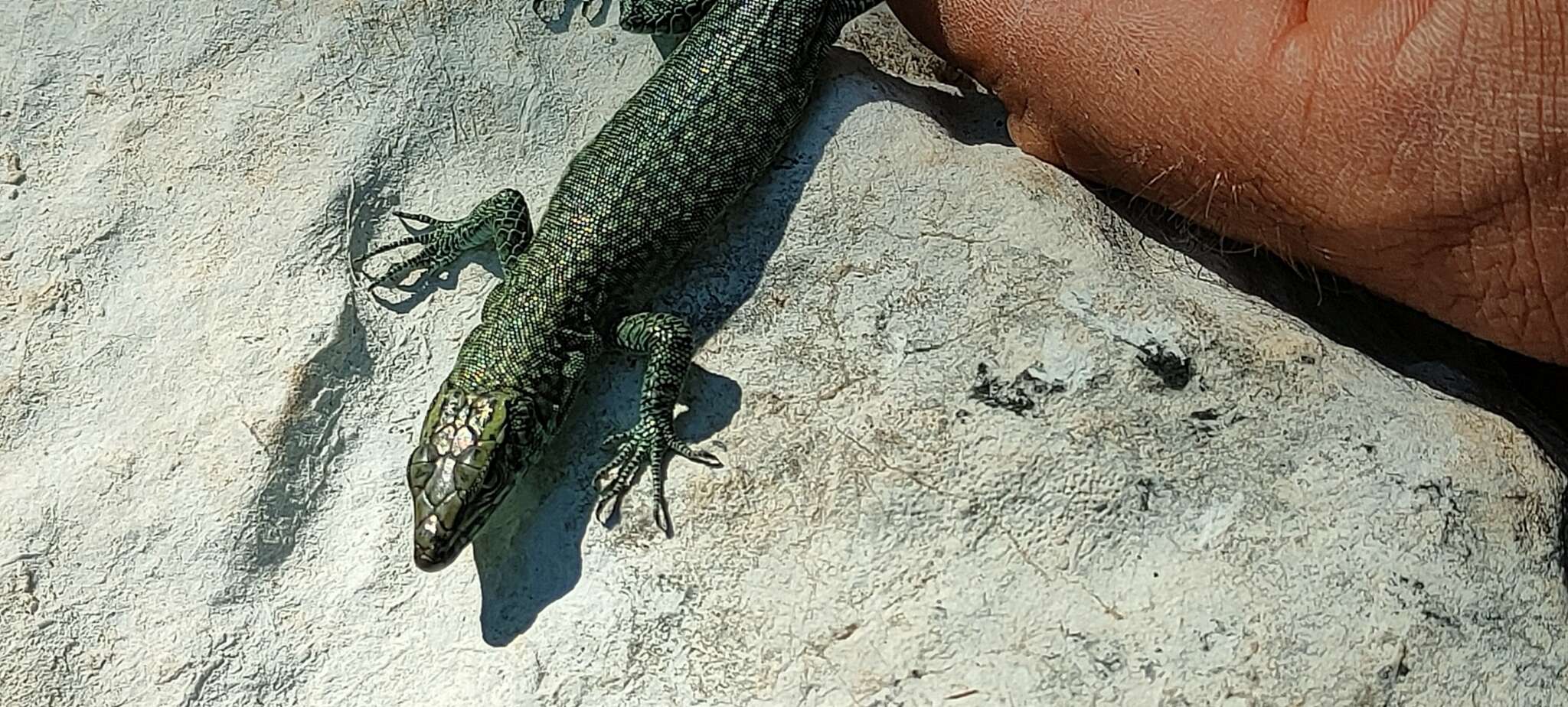 Image of Sharp-snouted Rock Lizard