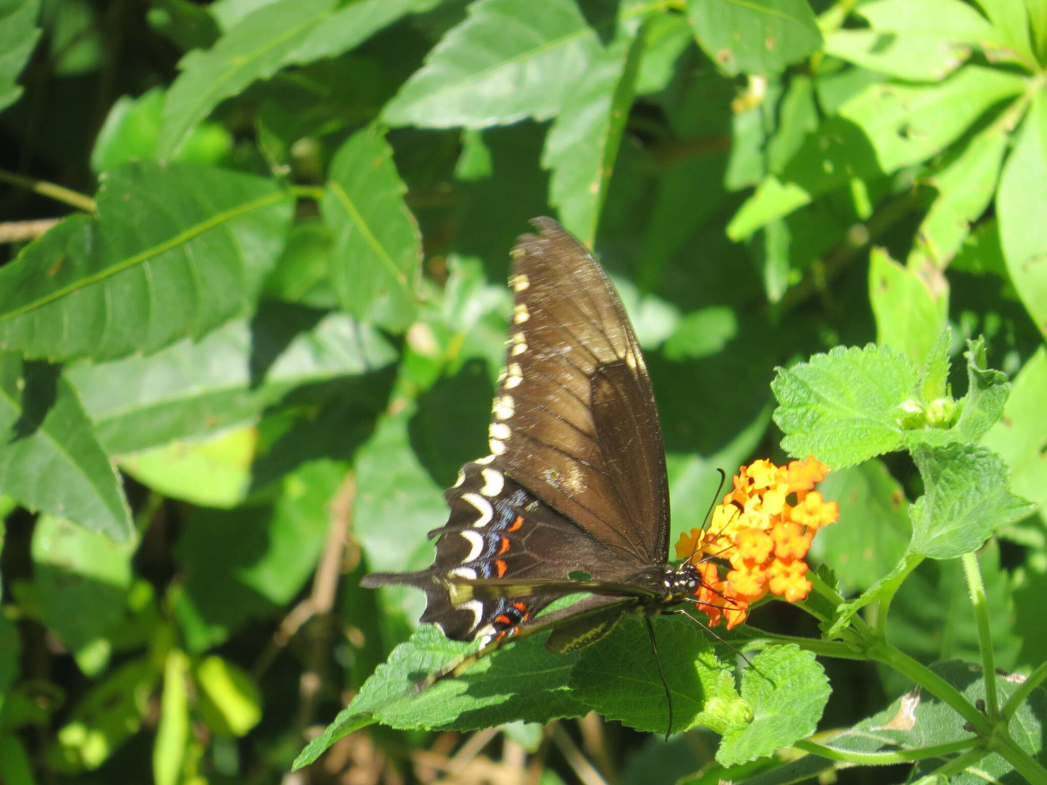 Image of Broad-banded Swallowtail