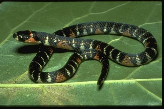Image of Black Ground Snake