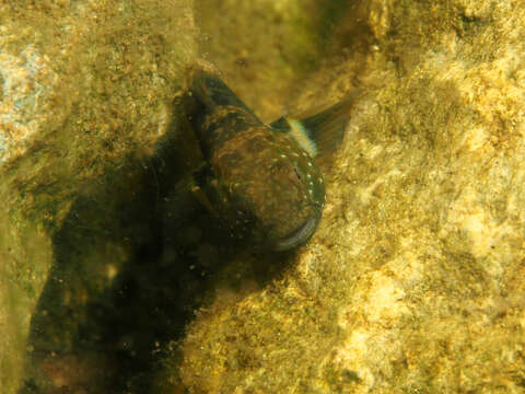 Image of Tridentiger brevispinis Katsuyama, Arai & Nakamura 1972