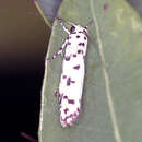 Image of Ethmia hemadelpha Lower 1903