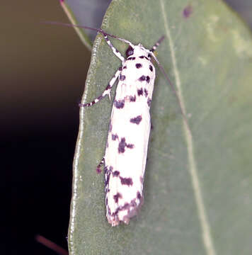 Image of Ethmia hemadelpha Lower 1903