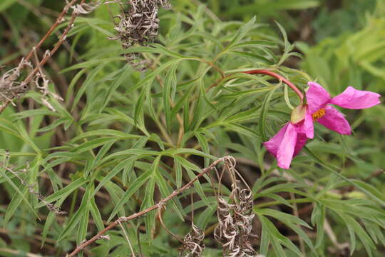 Image of Paeonia intermedia subsp. intermedia