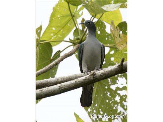 Image of Spectacled Imperial-Pigeon