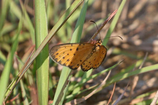 Image of Pardopsis