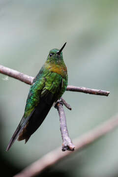 Image of Golden-breasted Puffleg