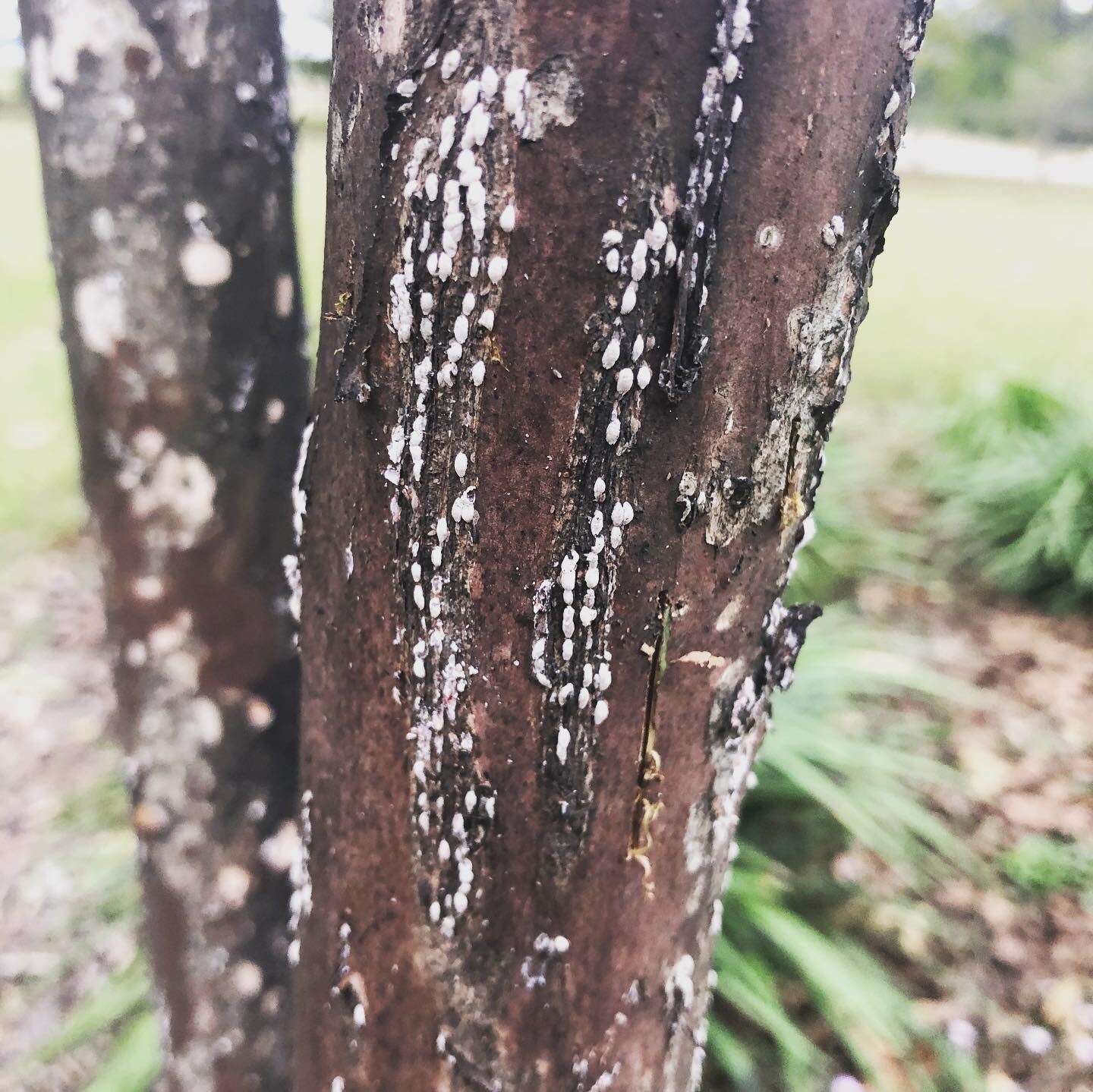Image of Crapemyrtle bark scale