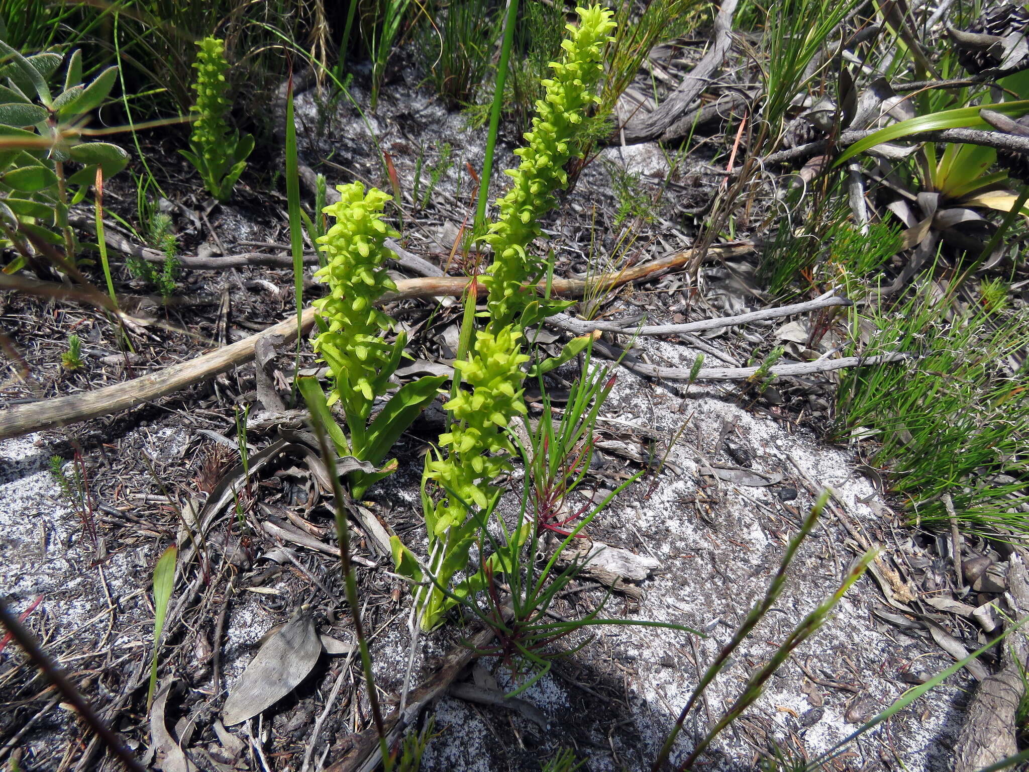 Disa cylindrica (Thunb.) Sw. resmi