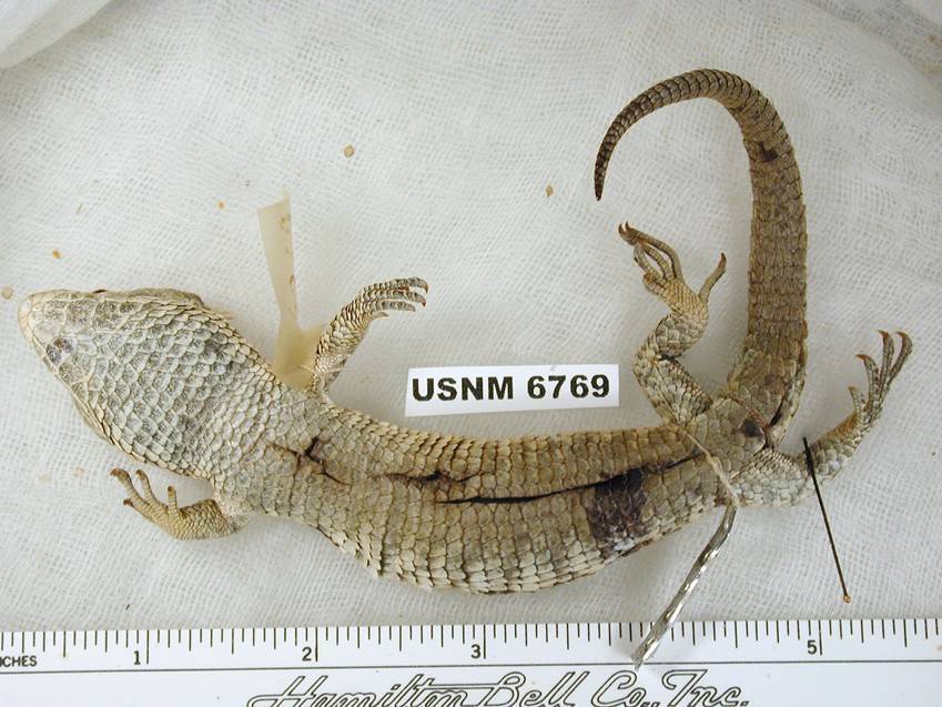 Cope's Arboreal Alligator Lizard - Encyclopedia of Life