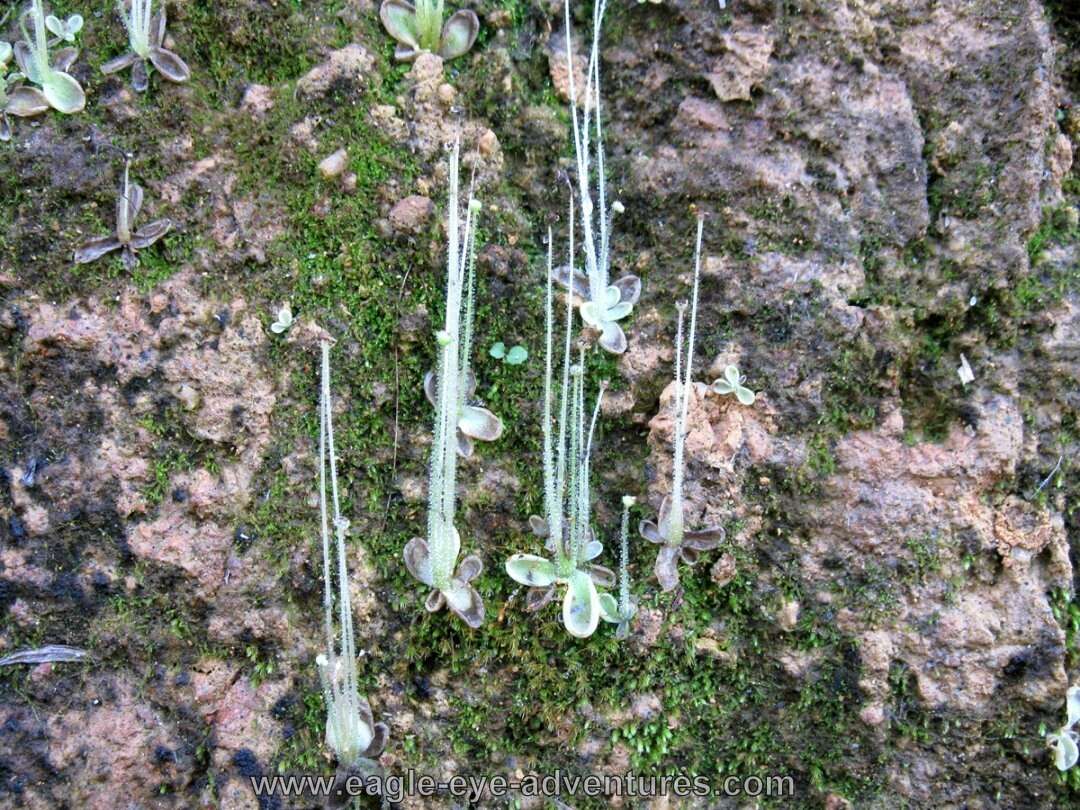 Image of Pinguicula crenatiloba DC.