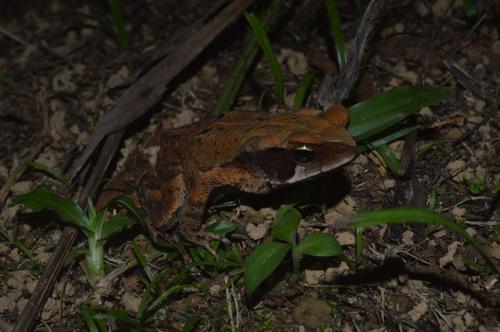 صورة Rhinella ornata (Spix 1824)