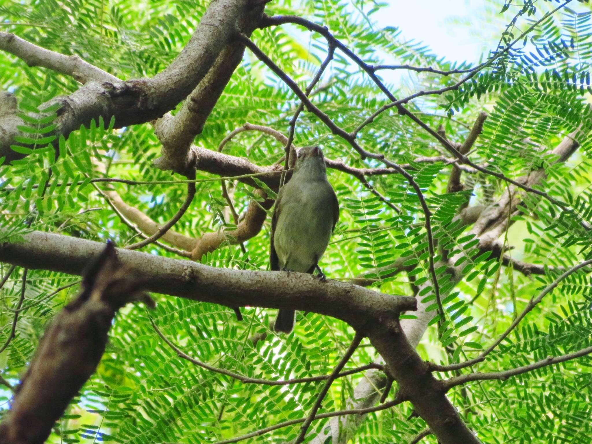 Imagem de Elaenia martinica (Linnaeus 1766)