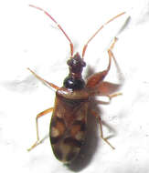 Image de Ethaltomarus