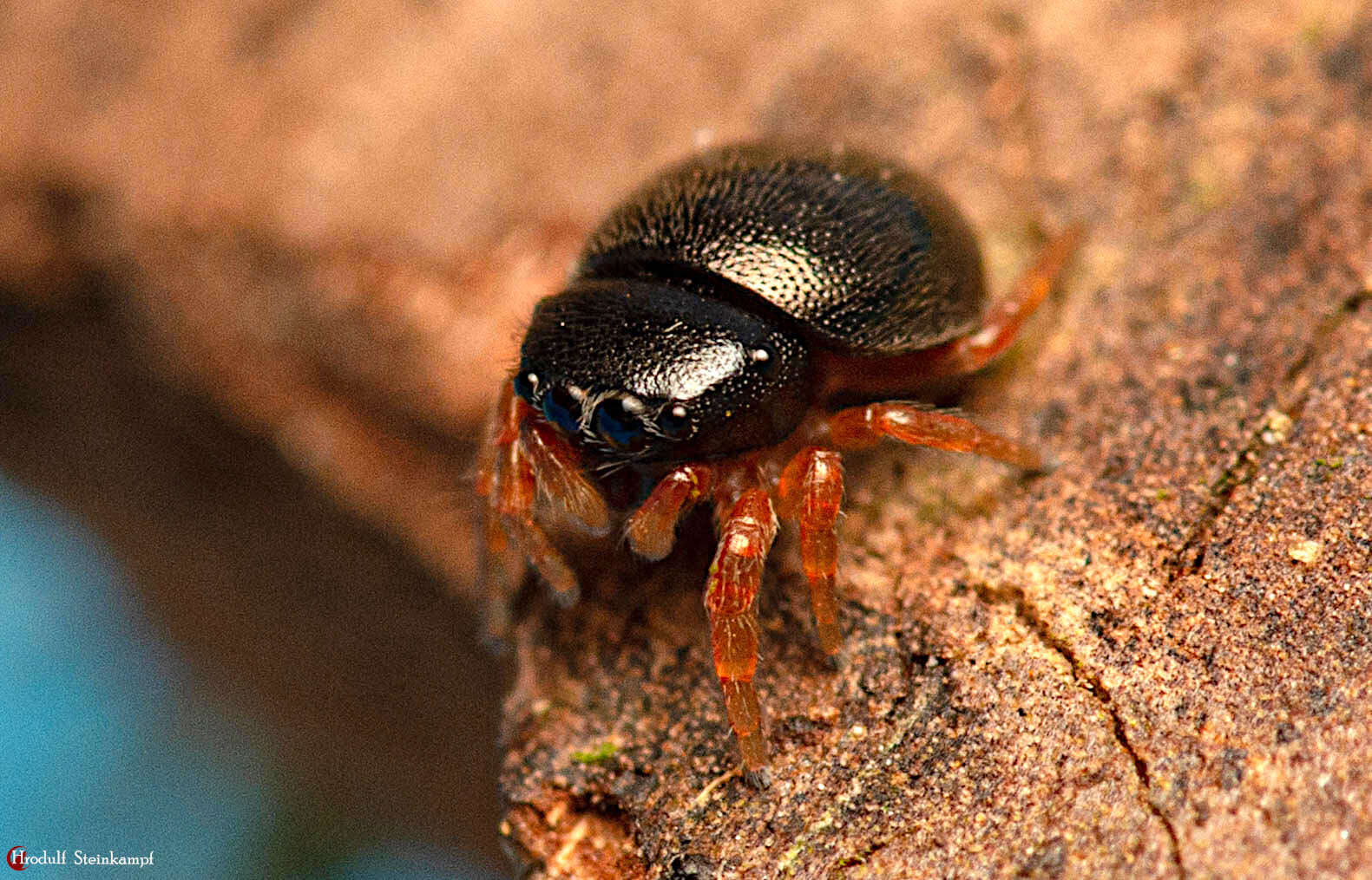 Image of Pachyballus miniscutulus