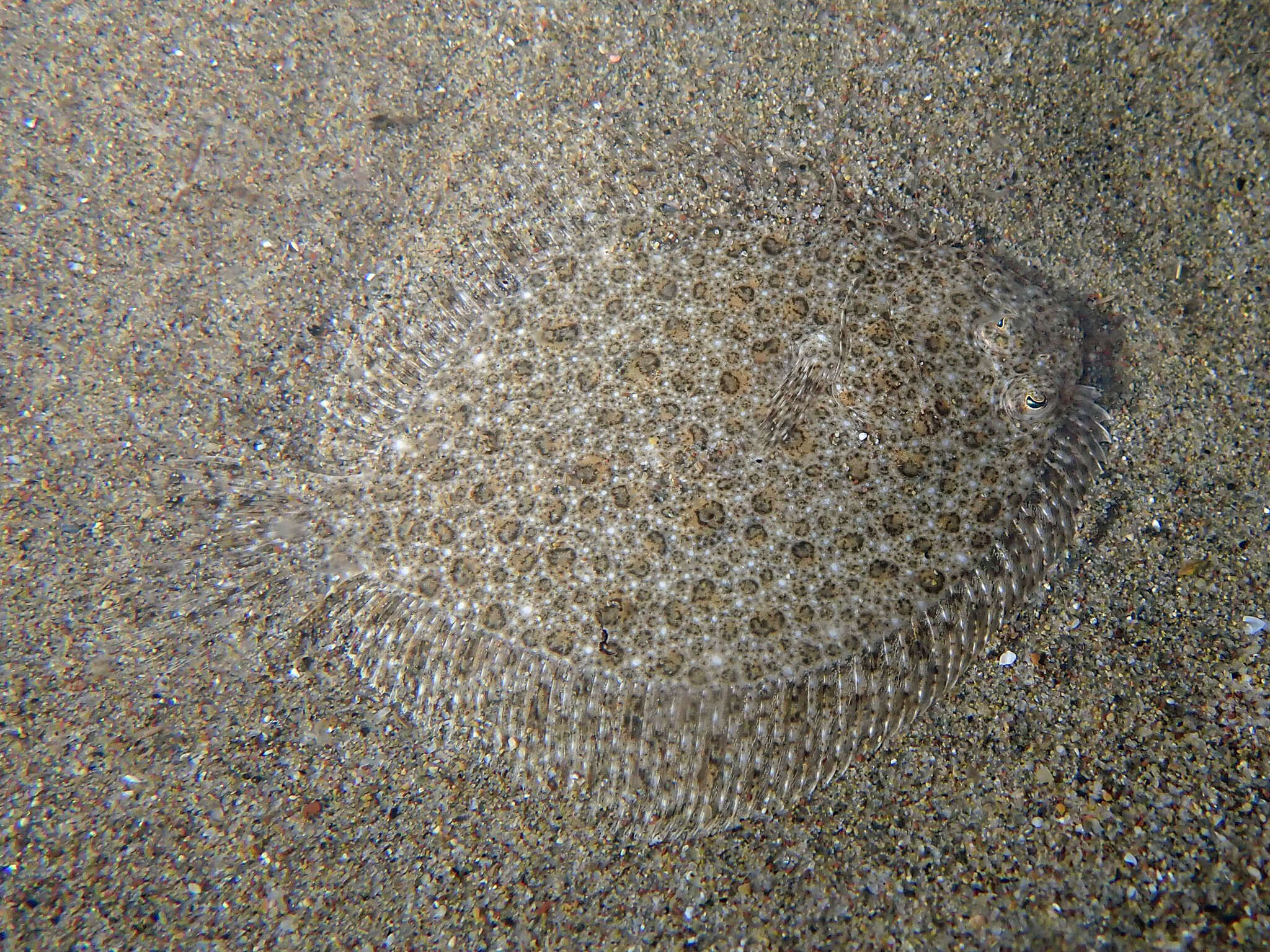 Image of turbots