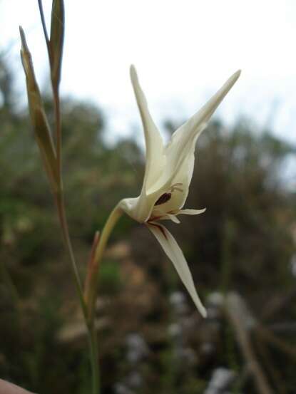 Imagem de Gladiolus leptosiphon F. Bolus