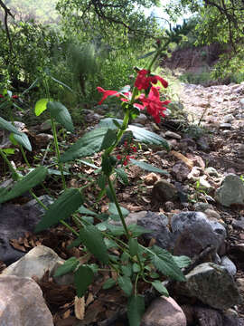 Stachys coccinea Ortega resmi