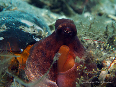 Image of Octopus americanus Froriep 1806