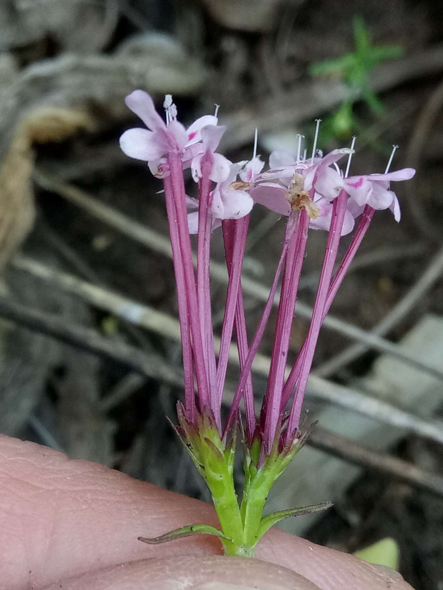 Image of Fedia graciliflora Fischer & Meyer