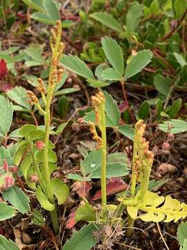 Image of grapefern