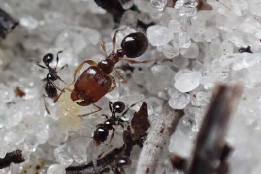 Pheidole adrianoi Naves 1985的圖片