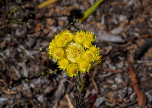 Image of Rhodanthe citrina (Benth.) P. G. Wilson