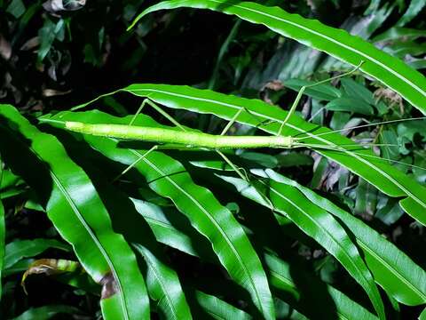 Image of Lopaphus balteatus (Chen, S. C. & Y. H. He 2002)