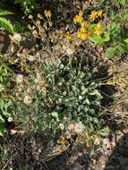 Image of shale barren ragwort