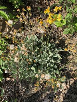 Image of shale barren ragwort