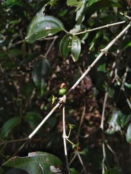 صورة Rhodamnia acuminata C. T. White