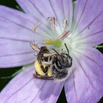 Image of Andrena distans Provancher 1888