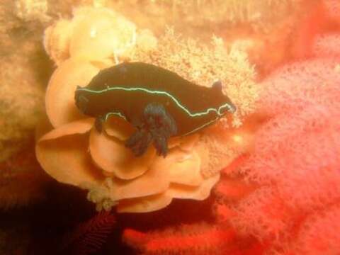 Image of Black nudibranch