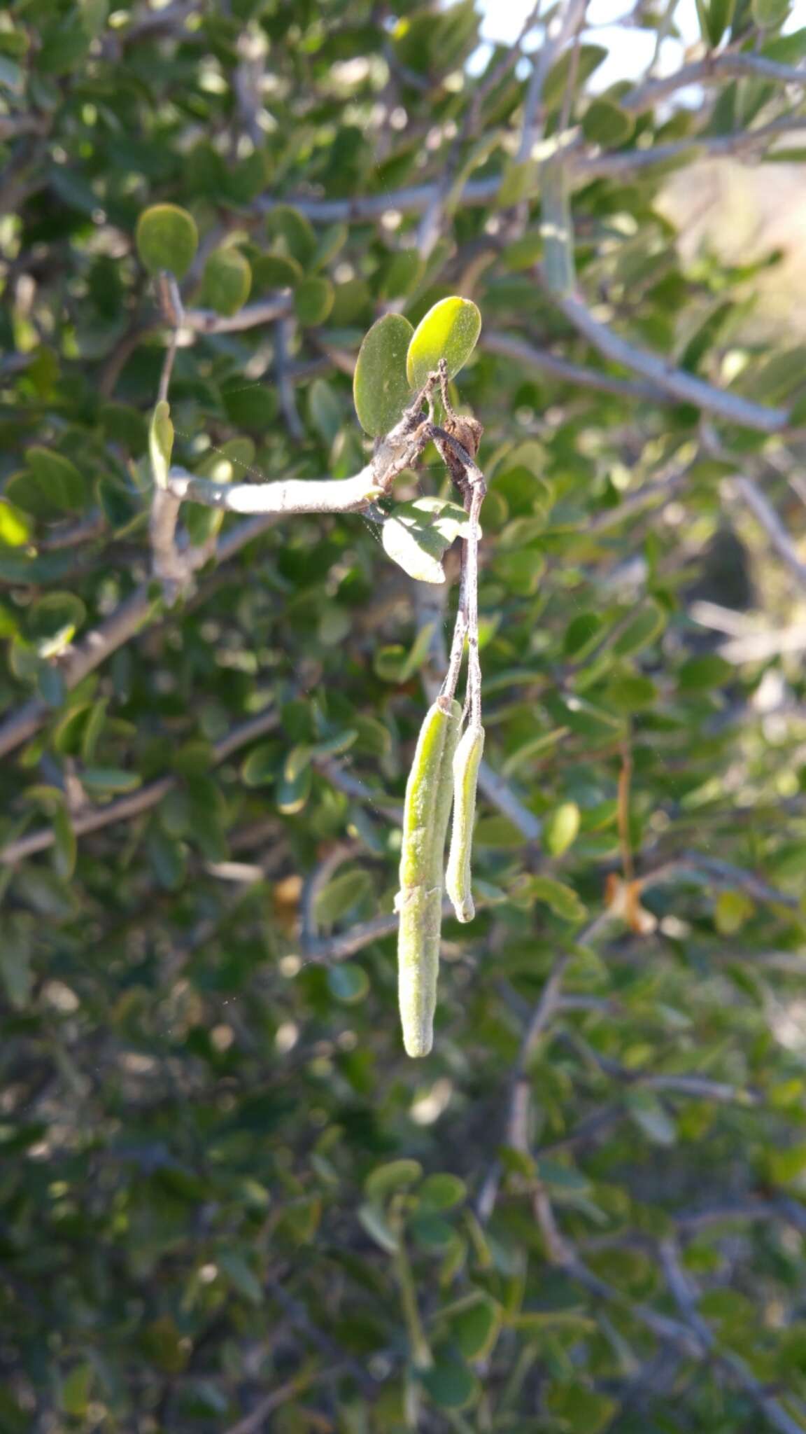 Image of Cadaba virgata Boj.