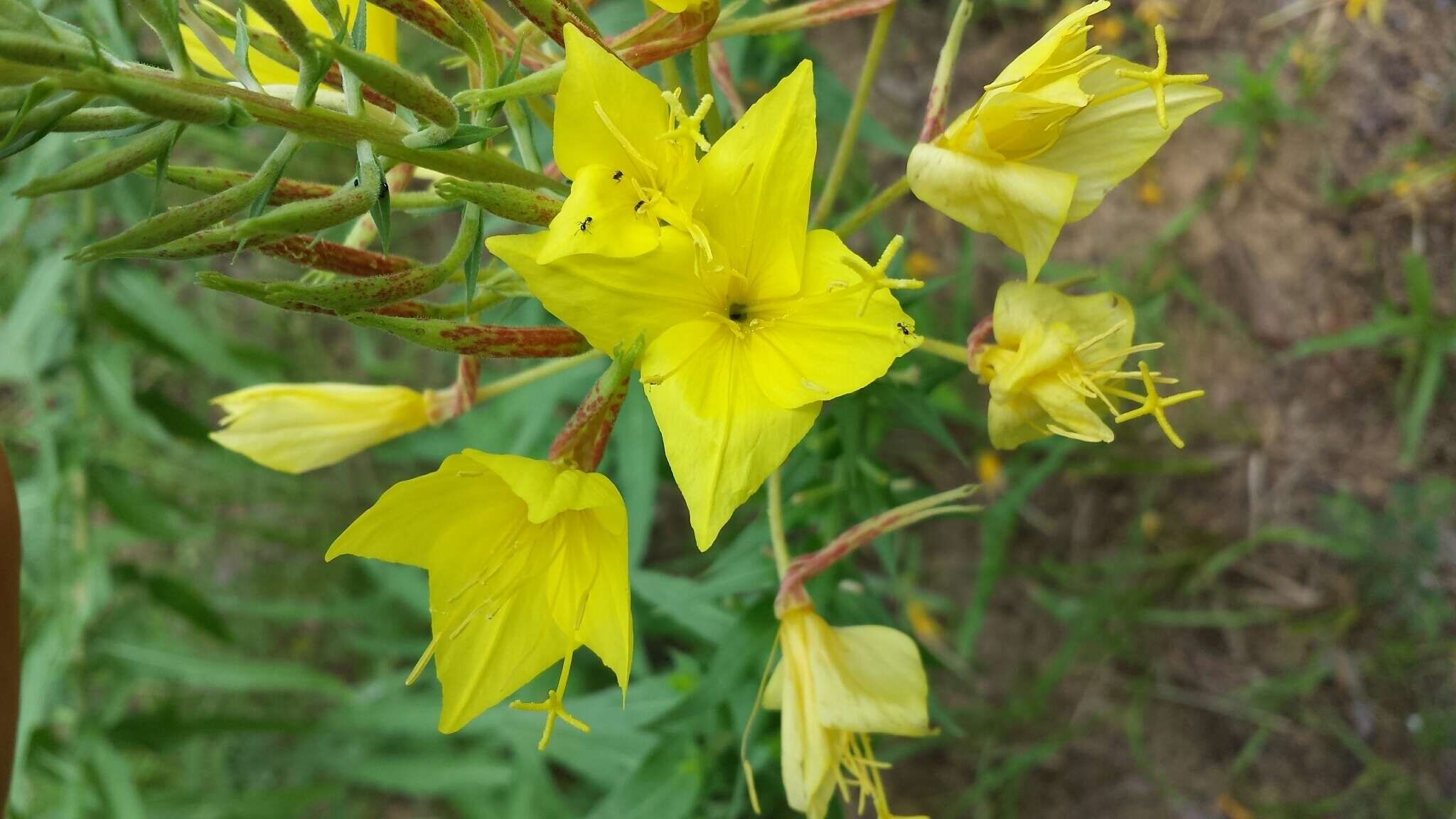 صورة Oenothera rhombipetala Nutt. ex Torr. & Gray