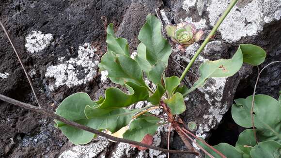 Image of tree limonium