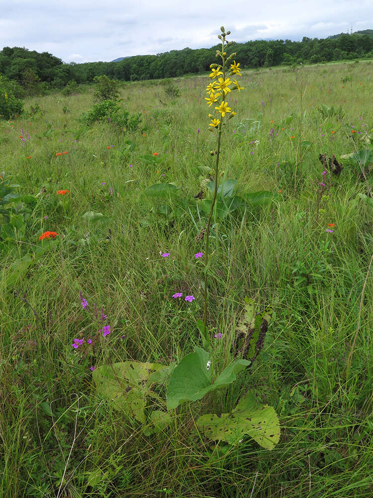 Image of Ligularia jaluensis Kom.